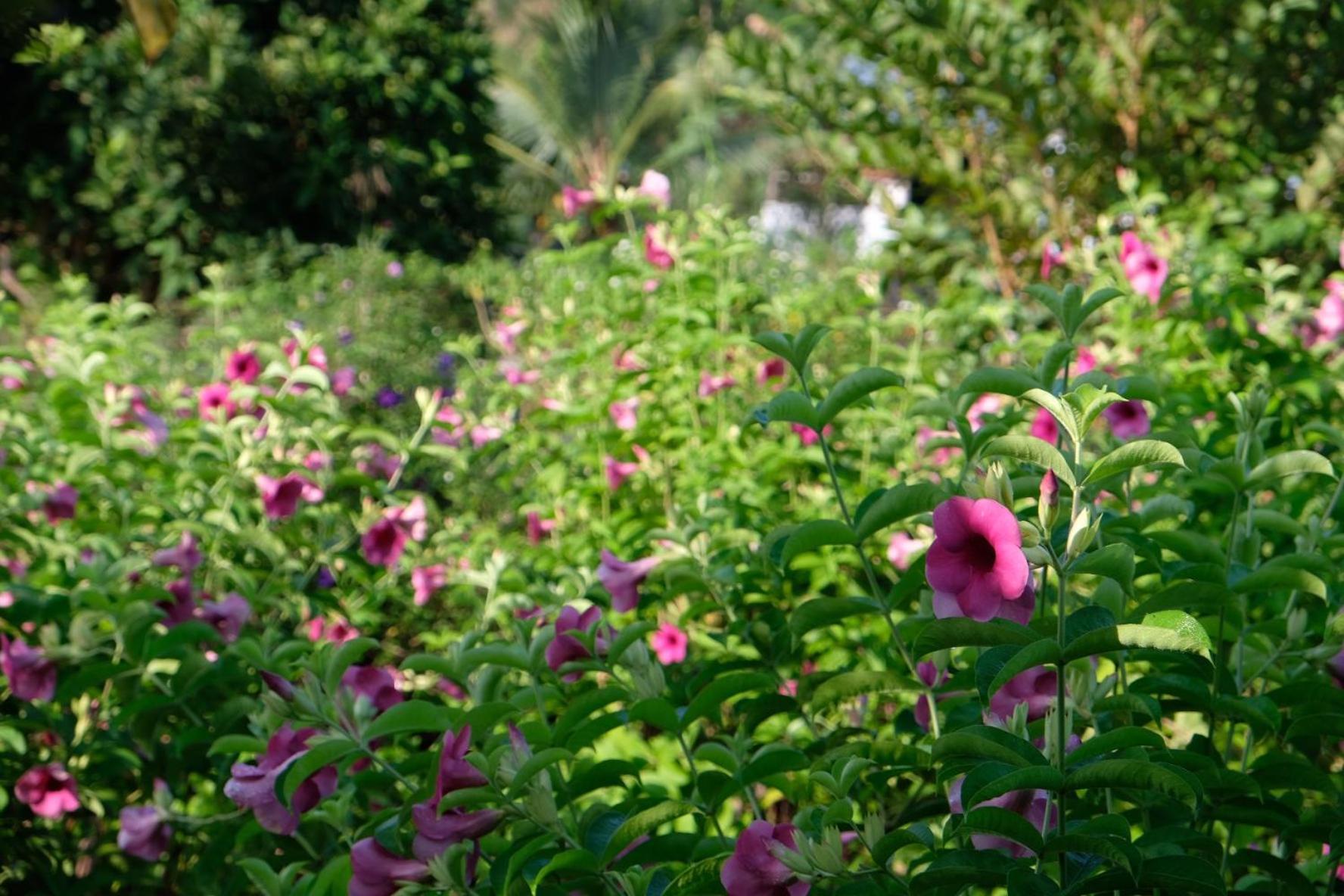 Bungalow - Farmstay Hoa Rung U Minh Cà Mau Exterior foto
